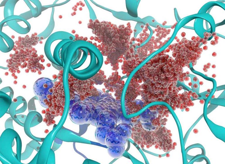 Enzimlerin Protein Emilimindeki Önemi