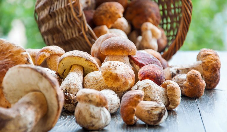 mantar protein miktarı nedir?